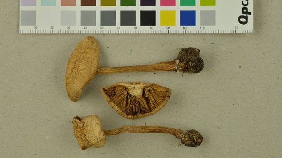 539.nobas 249795 1 1432753684 jpg.580x360