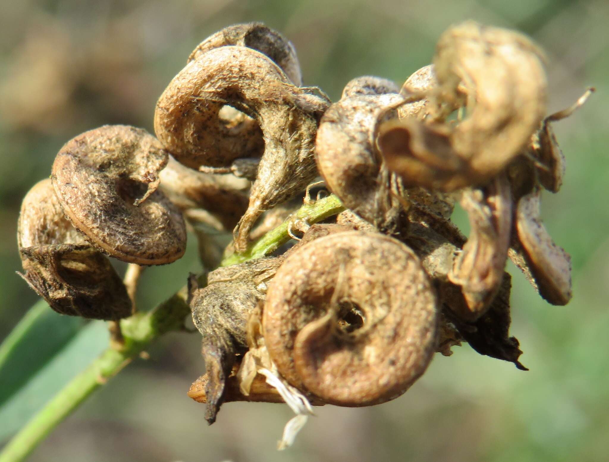 Medicago sativa subsp. varia (Martyn) Arcang.的圖片