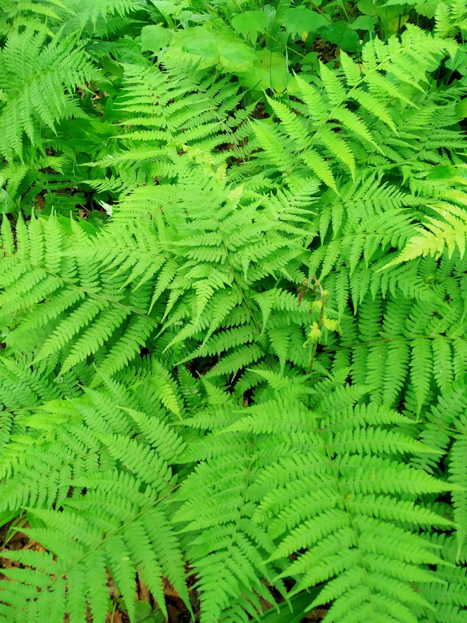 Image of Athyrium yokoscense (Franch. & Sav.) Christ