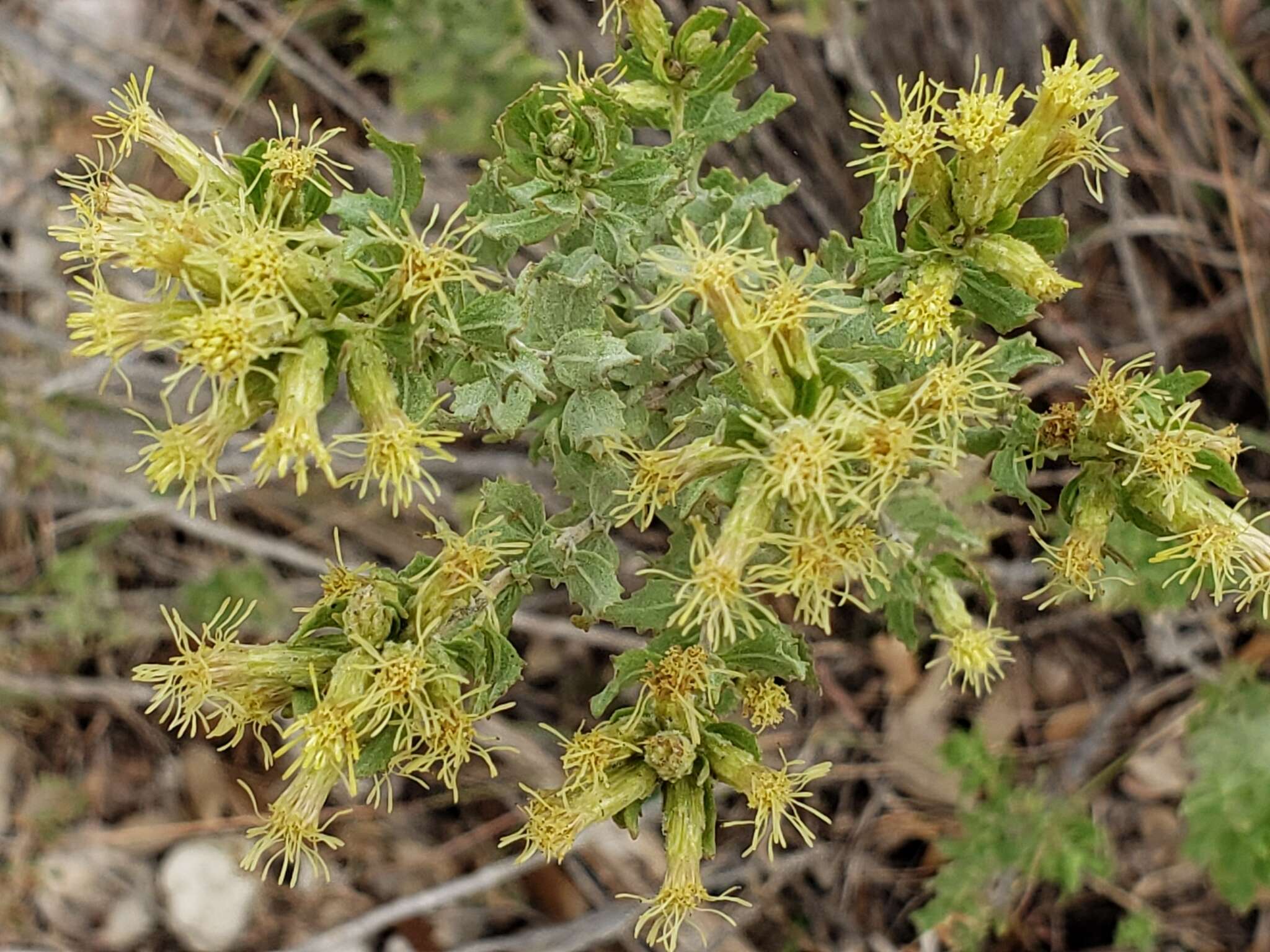 Image of leafy brickellbush