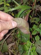 Image of Viola stipularis Sw.