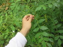 Image of common pricklyash