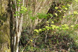 Image of katsura tree family