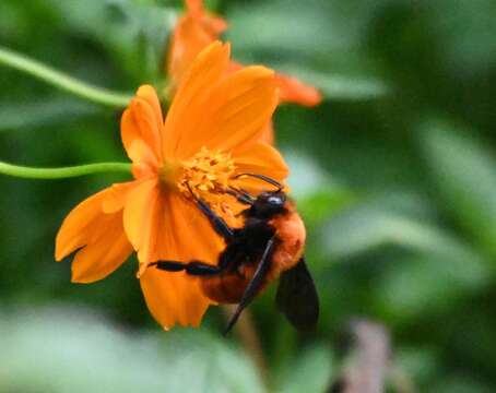 Image of Bombus atripes Smith 1852