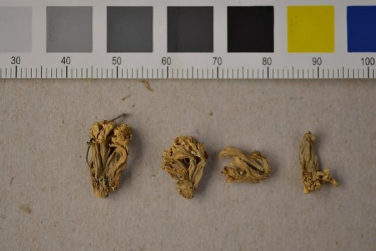 Image of Clavulinopsis