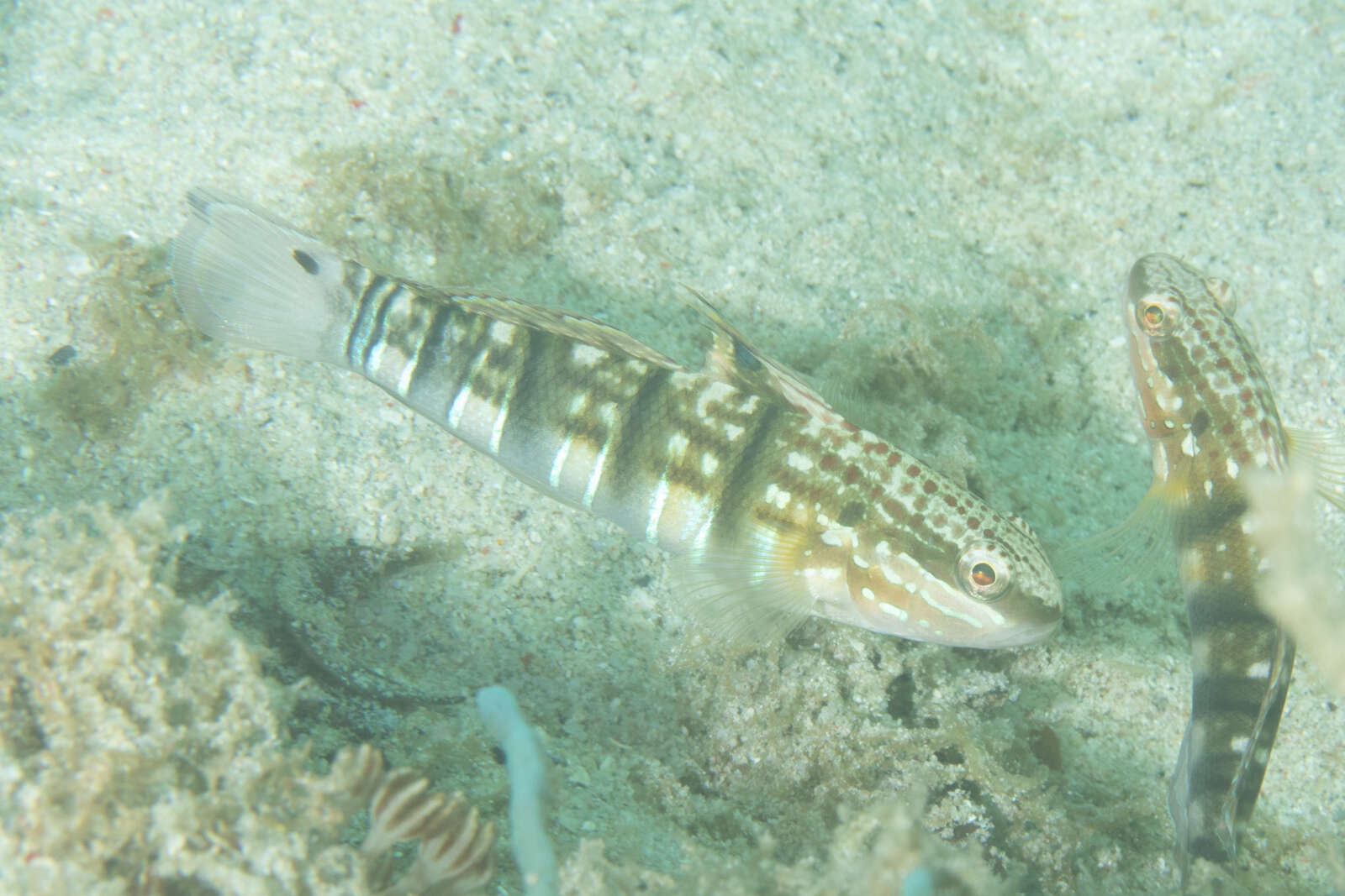 صورة Amblygobius phalaena (Valenciennes 1837)