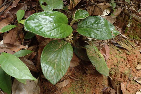 Слика од Pentaphragma ellipticum Poulsen