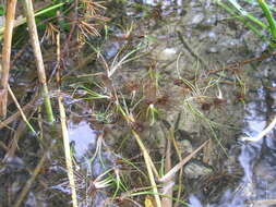 Image of spiny-spored quillwort