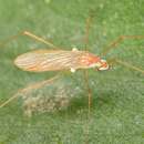 صورة Erioptera (Erioptera) vespertina Osten Sacken 1860