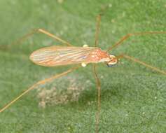 صورة Erioptera (Erioptera) vespertina Osten Sacken 1860