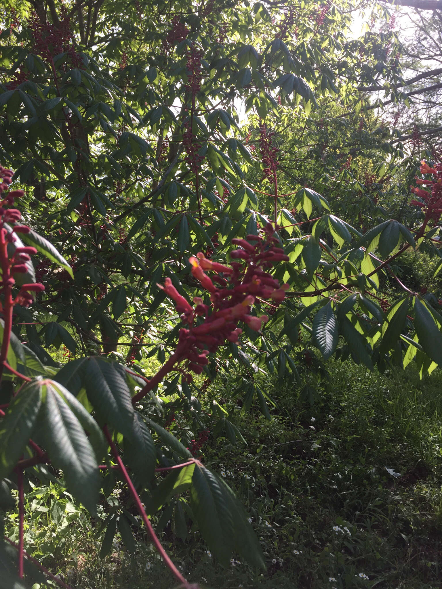 Imagem de Aesculus pavia L.