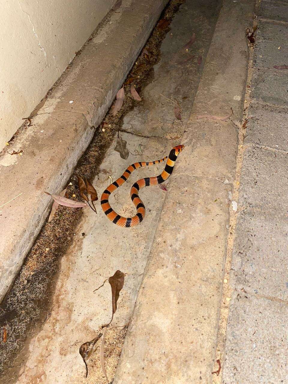 Image of Cape coral snake