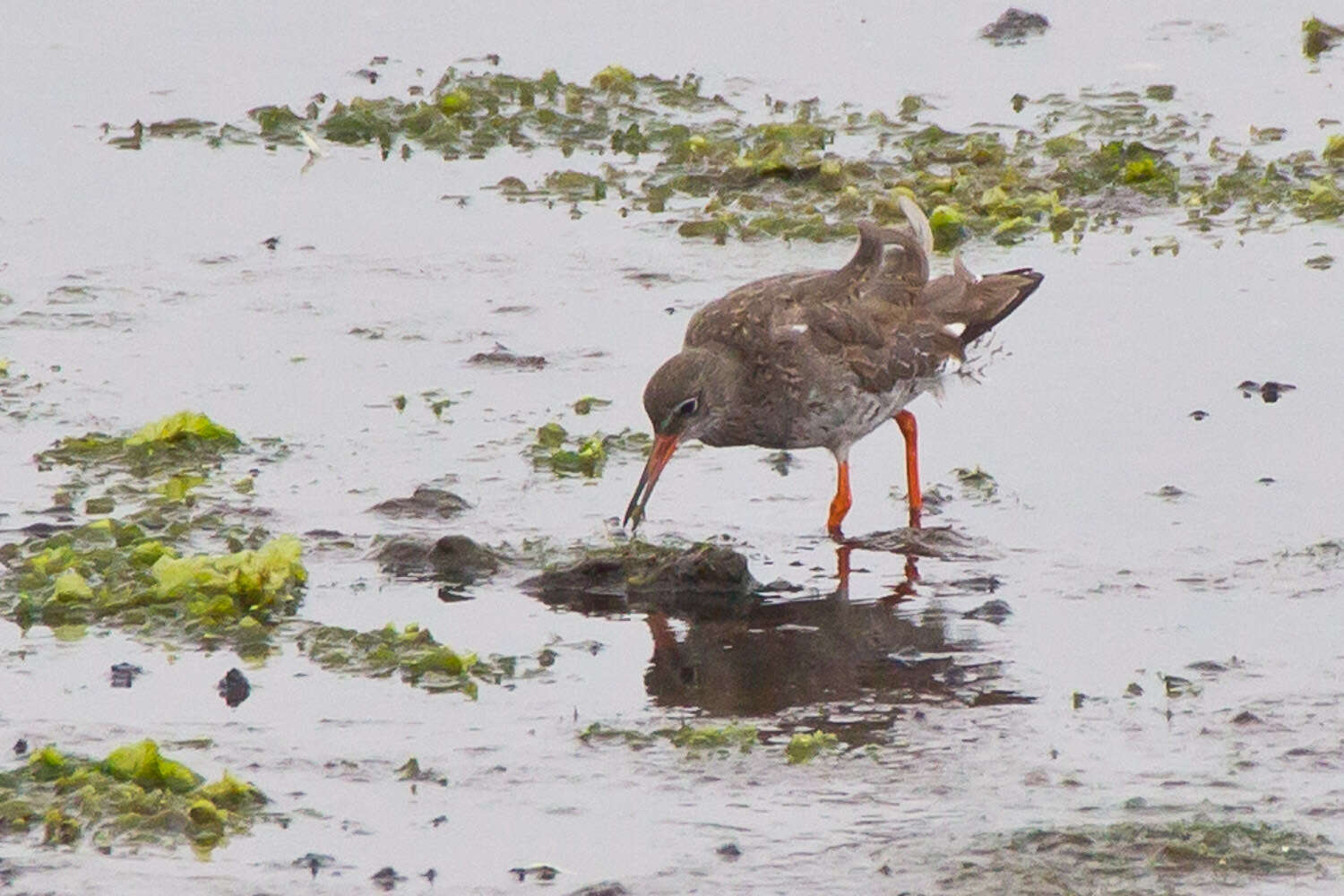 Image of Common Redshank