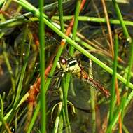 Image of Eastern Pygmyfly