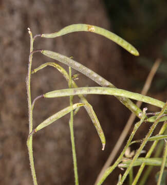 Image of Soldier Rockcress