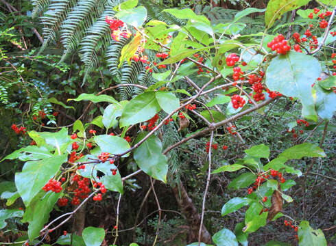 Imagem de Coprosma grandifolia Hook. fil.