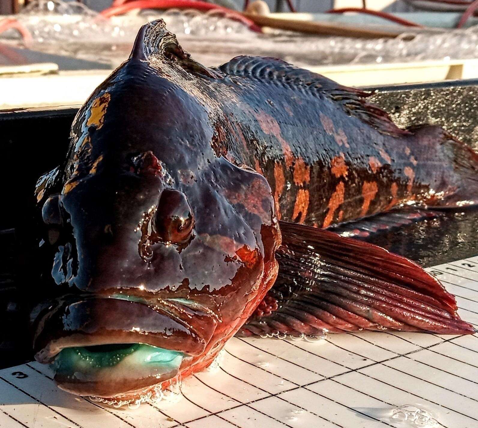 Image of Rock greenling