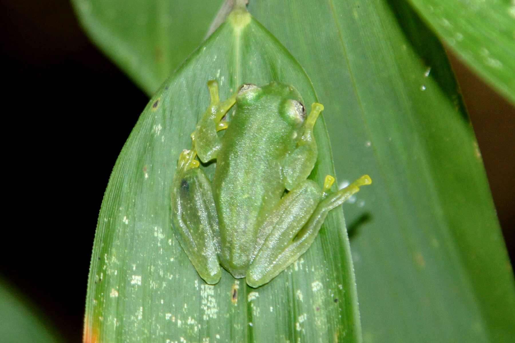 Image of Humboldt's Glass Frog