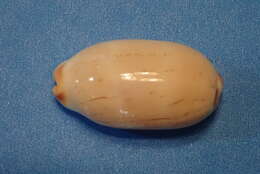 Image of Isabell cowry