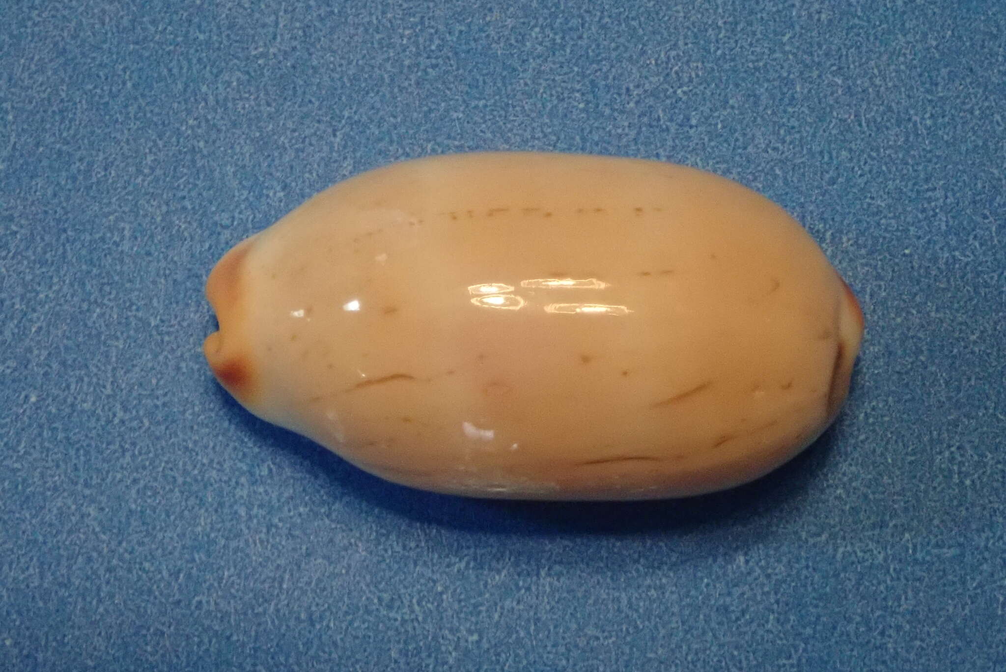 Image of Isabell cowry