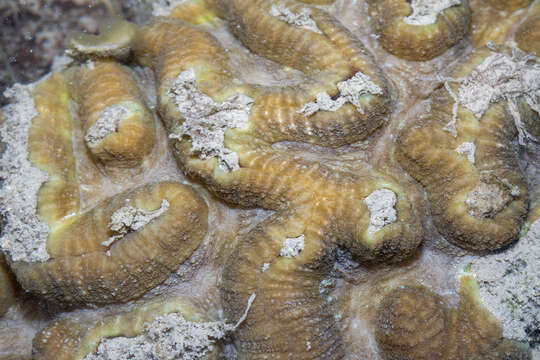 Image of Greater Brain Coral