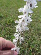 Delphinium carolinianum subsp. virescens (Nutt.) R. E. Brooks的圖片