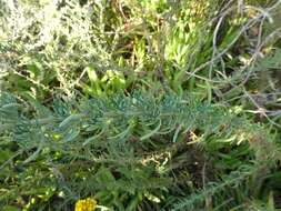 Image of Nidorella foetida (L.) DC.