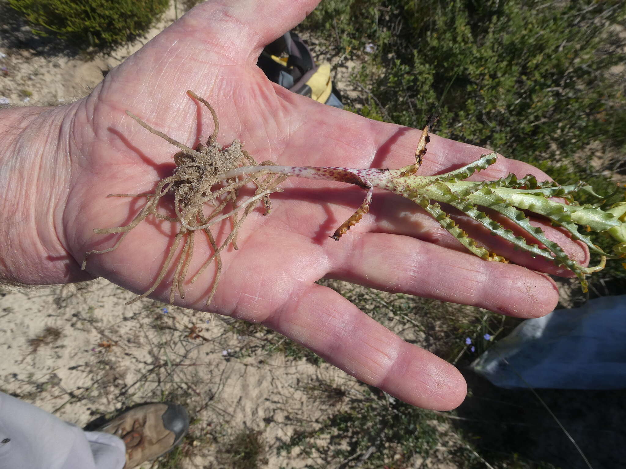 Image of Corycium crispum (Thunb.) Sw.