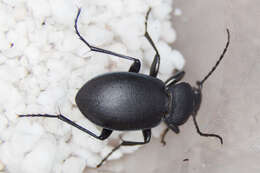 Image of Winstanley Ground Beetle