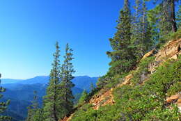 Image of Baker Cypress