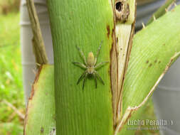 Image of Arachosia proseni (Mello-Leitão 1944)