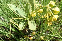 Image of Asclepias dregeana Schltr.