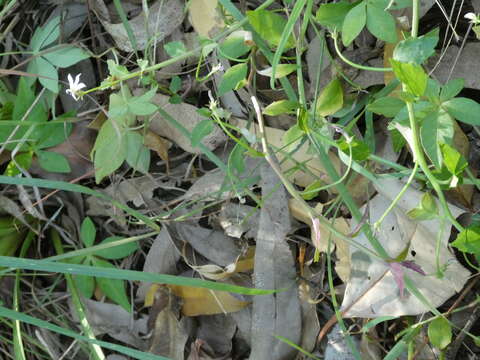 Image de Lobelia purpurascens R. Br.