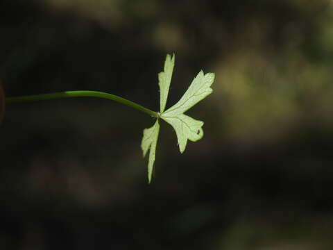 Image of Hydrocotyle paludosa A. R. Bean