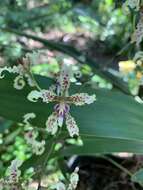 Plancia ëd Cyrtochilum ramosissimum (Lindl.) Dalström