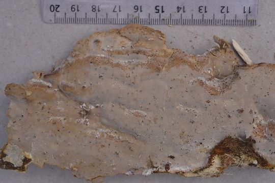 Image of <i>Scytinostroma portentosum</i> (Berk. & M. A. Curtis) Donk 1956