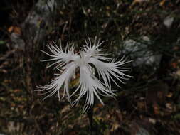 Imagem de Dianthus monspessulanus L.