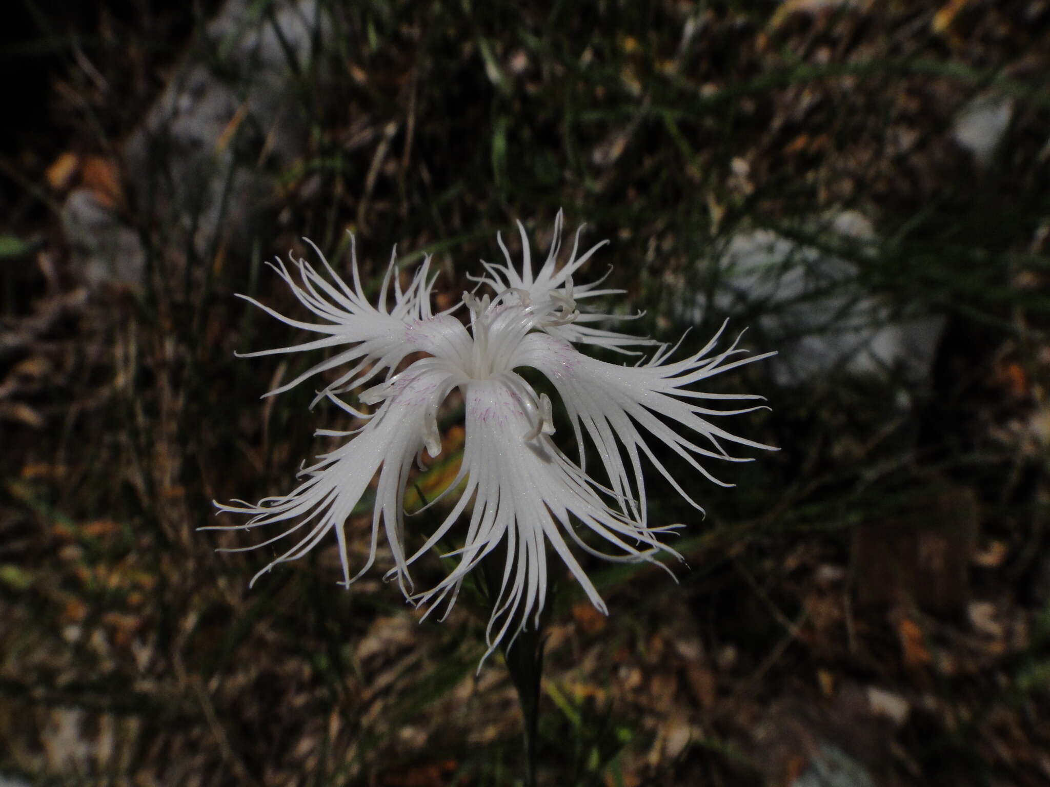 Imagem de Dianthus monspessulanus L.