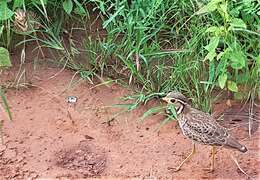 Image of Three-banded Courser