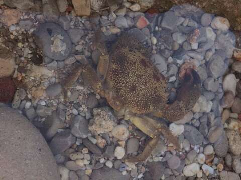 Image of Yellow Round Crab