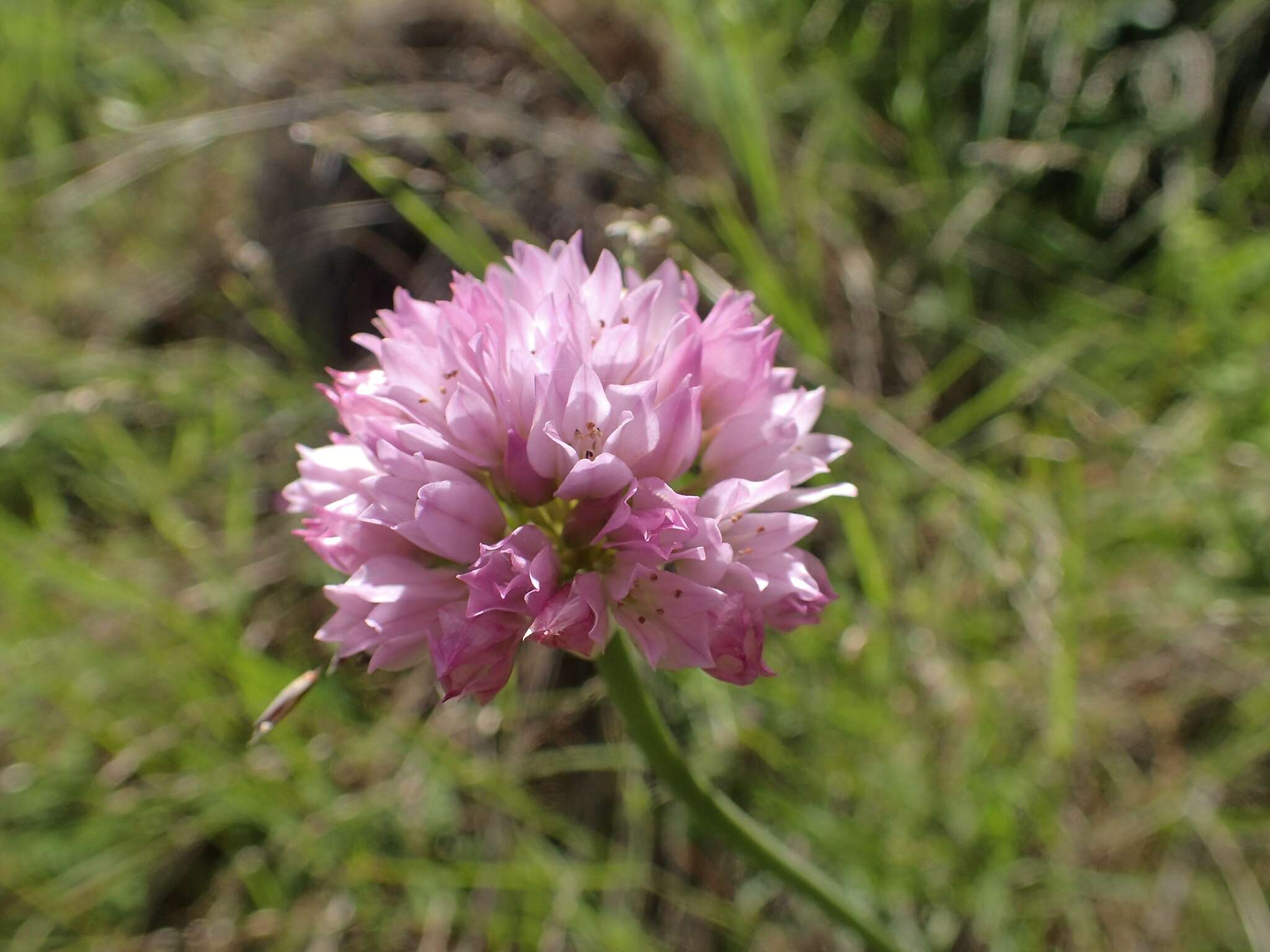 Image of jeweled onion