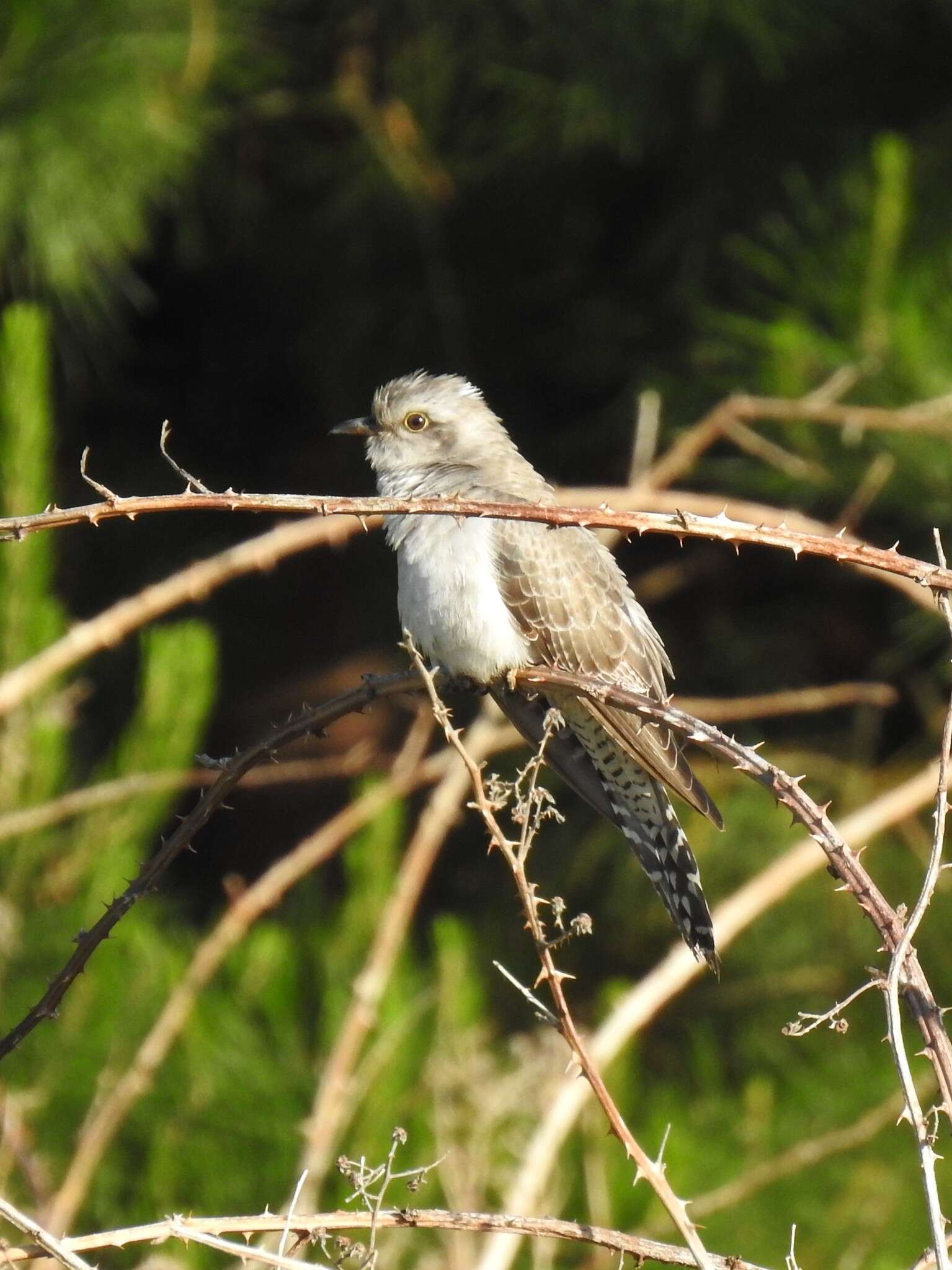 Image of Pallid Cuckoo