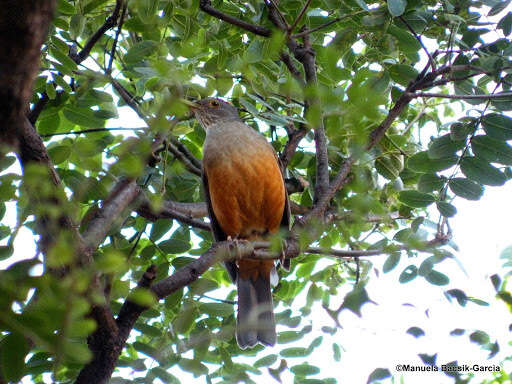 Image of Rufous-bellied Thrush