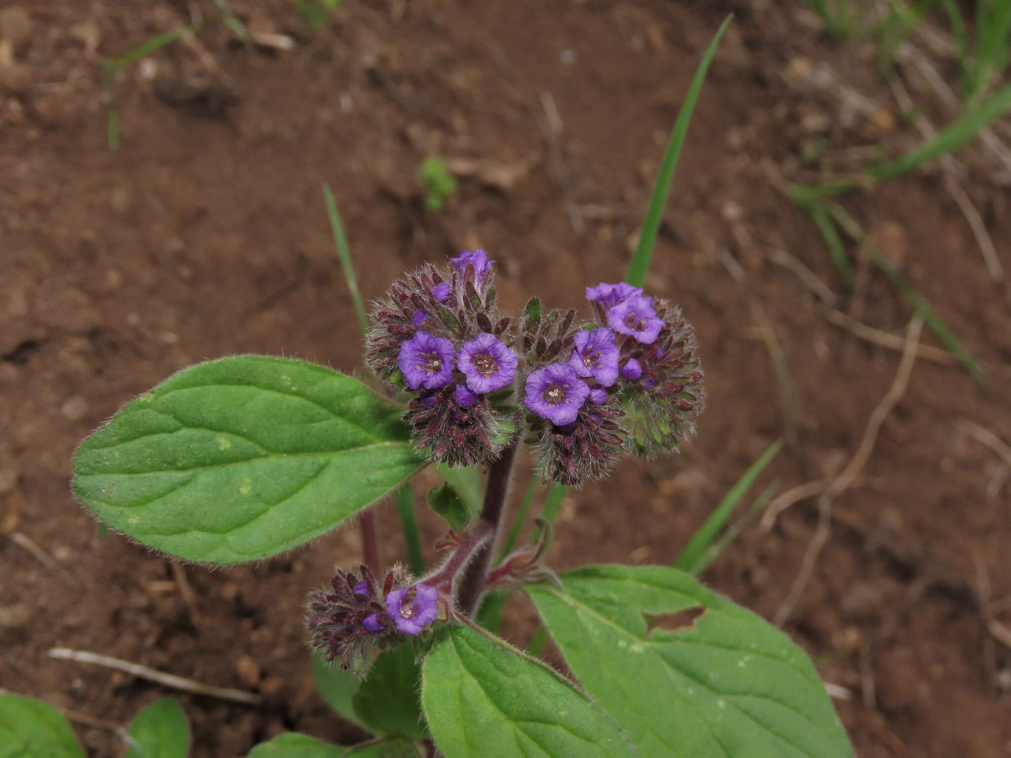 Image of Phacelia brachyantha Benth.