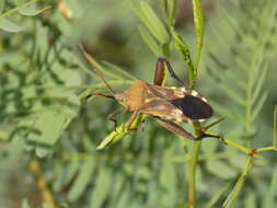 صورة Mozena obtusa Uhler 1876