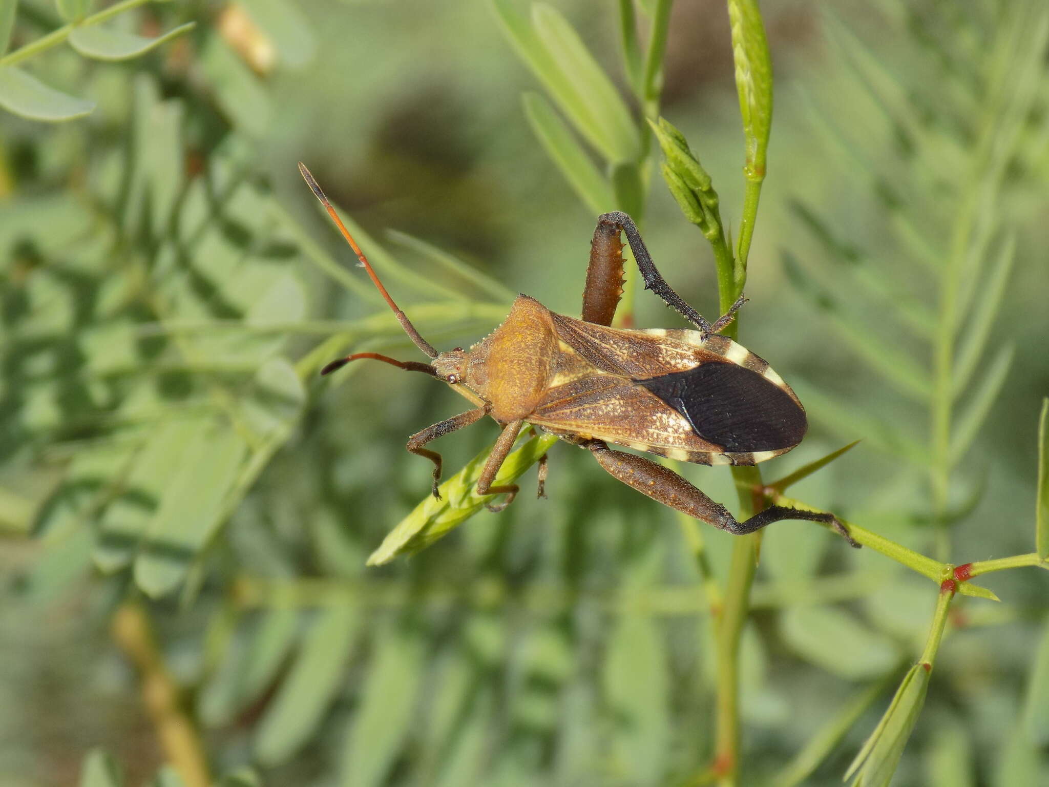 Image de Mozena obtusa Uhler 1876