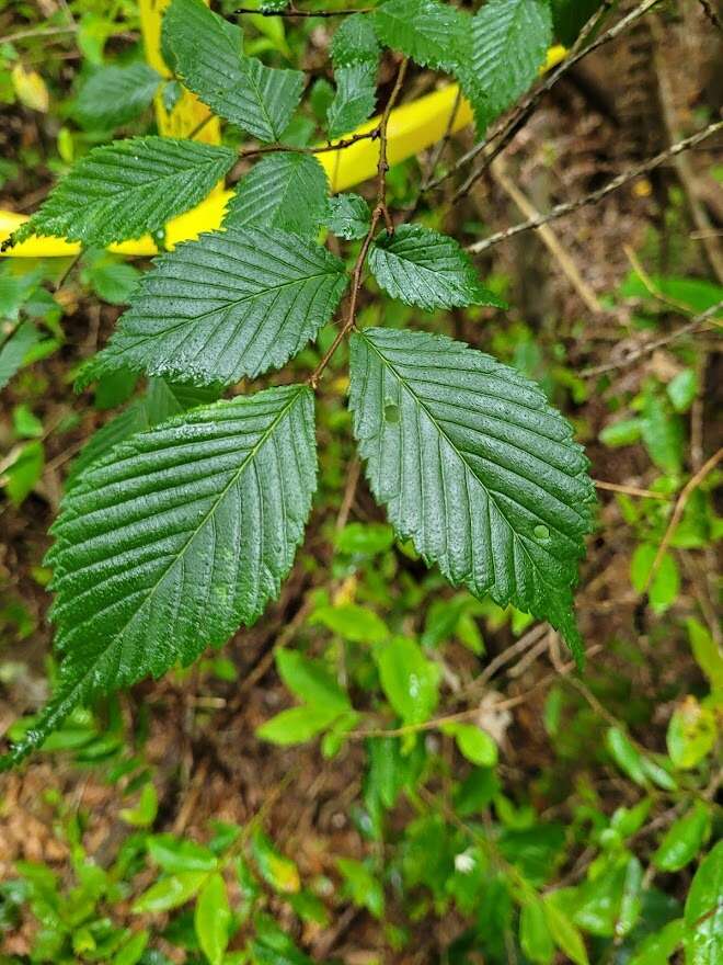 Image of Ulmus uyematsui Hayata