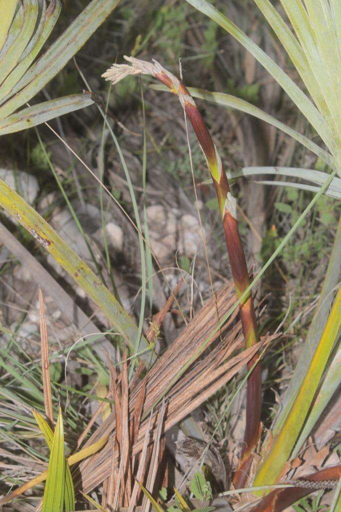 Image of Brahea decumbens Rzed.