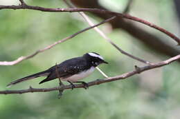 Image of White-browed Fantail