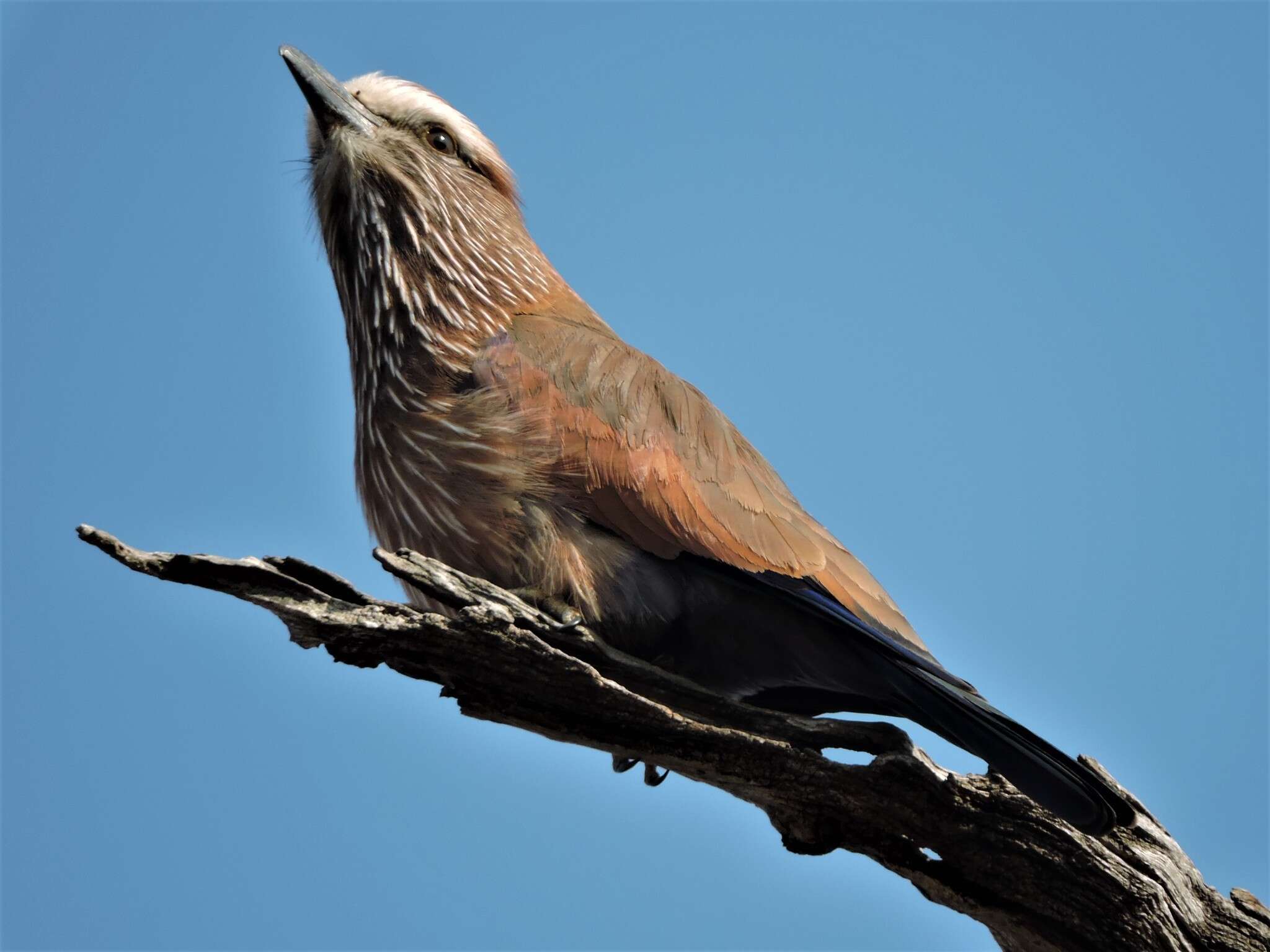 Image of Purple Roller